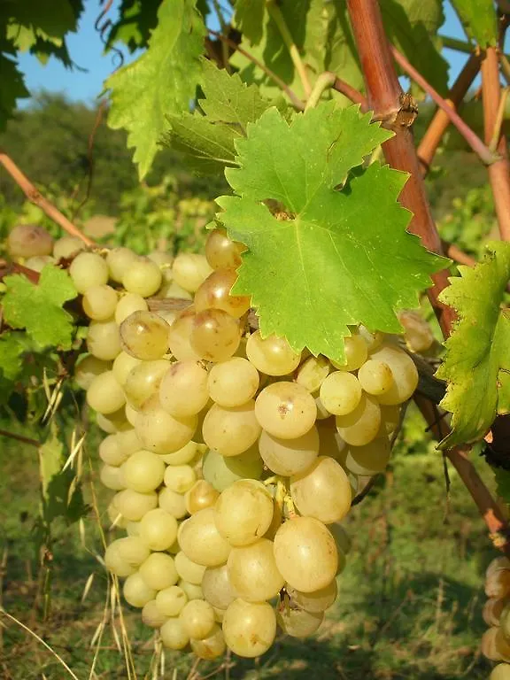 Дом отдыха Podere Le Chiuse Сована